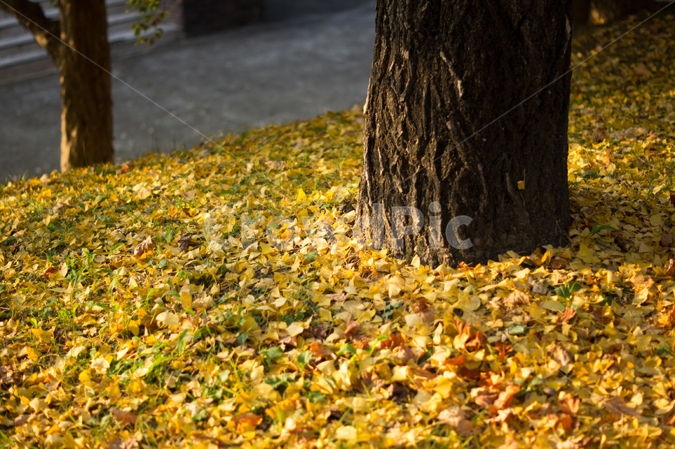 단풍,나무,식물,풍경,가을,계절,노랑,tree,plant,landscape,fall,leaf,season,autumn,공원,낙엽,가을,계절,fall,autumn,season,tree trunk,나무 줄기