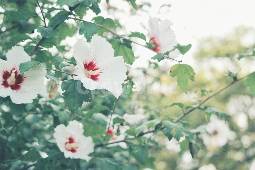 무궁화,꽃,flower,식물,plants,자연,nature,식물,자연,plants,nature,꽃,flower,감성,sensible,feeling