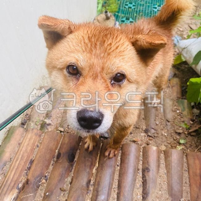 puppy,Jindo dog,Yellowy,dog,cute