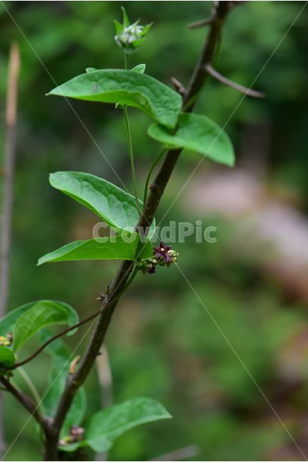 덩굴박주가리,야생화,꽃,식물,자연,생태,플라워,flower,plants,nature,식물,자연,plants,nature
