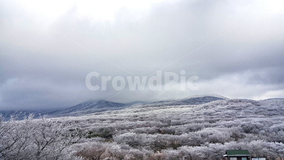 제주도,한라산,1100고지,한라산1100고지,설경,눈꽃,겨울,자연,옥외,눈,nature,outdoors,snow,풍경,겨울풍경,겨울,계절,winter,season,자연,풍경,nature,landscape