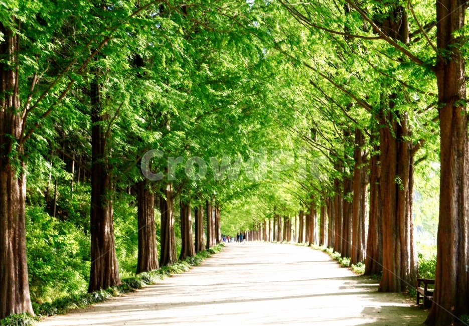 자연,나무,녹음,풍경,길,자연,풍경,nature,landscape,outdoors,옥외,garden,정원,arbour,정자
