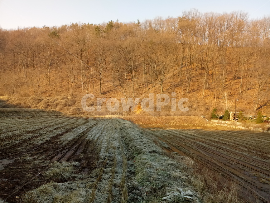 바닥,흙,토지,ground,outdoors,land,논,농촌,농토,산,나무