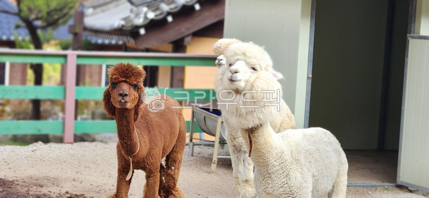 alpaca,animal,Alpaca Friends,cute animals,Camelidae