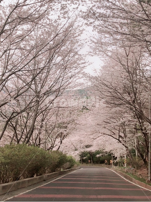 봄,벚꽃,벚꽃길,한적한도로,꽃길