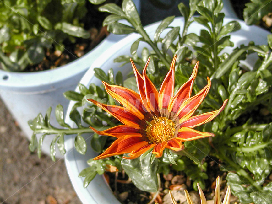 가자니아,식물,flower,blossom,plant,꽃,봄꽃,화분
