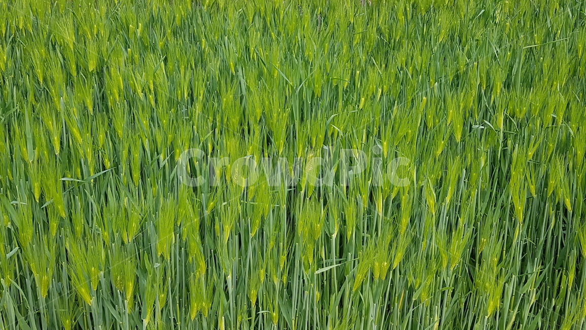보리,식물,초록,봄,보리밭