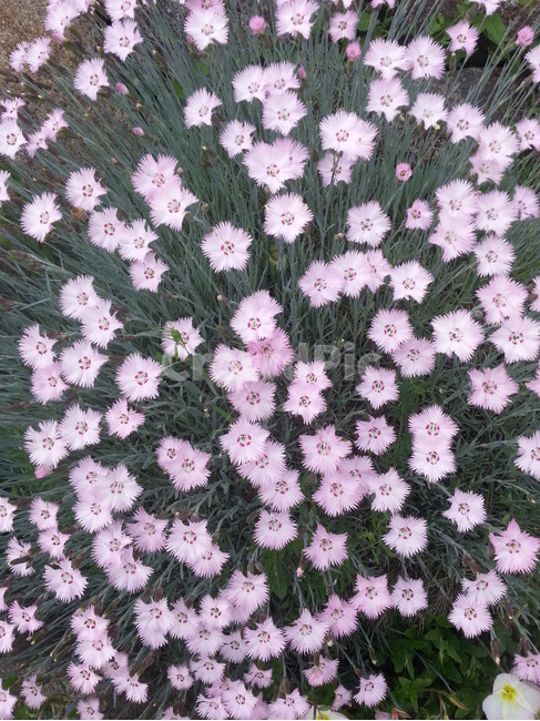 식물,flower,꽃,blossom,plant,꽃잎,패랭이꽃