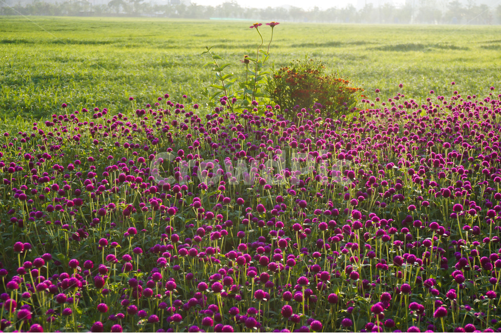 천일홍,꽃,보라,여름,풍경,식물,자연,plants,nature,꽃,flower