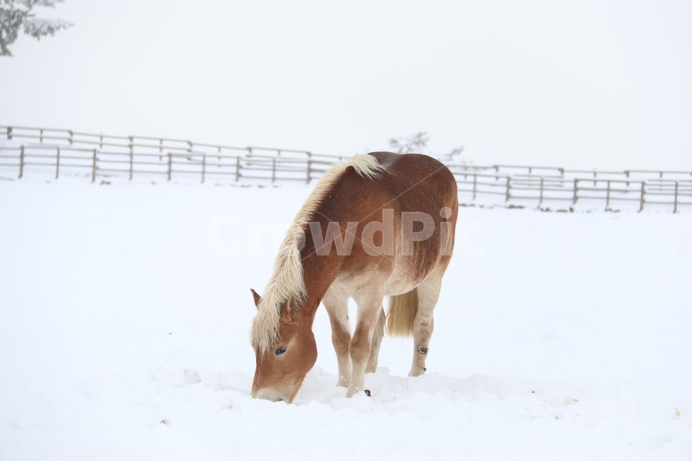 눈,말,겨울,자연,winter,snow,목장,강원도,쓸쓸,황량,고요,겨울,계절,winter,season,동물,animal,포유류,mammal