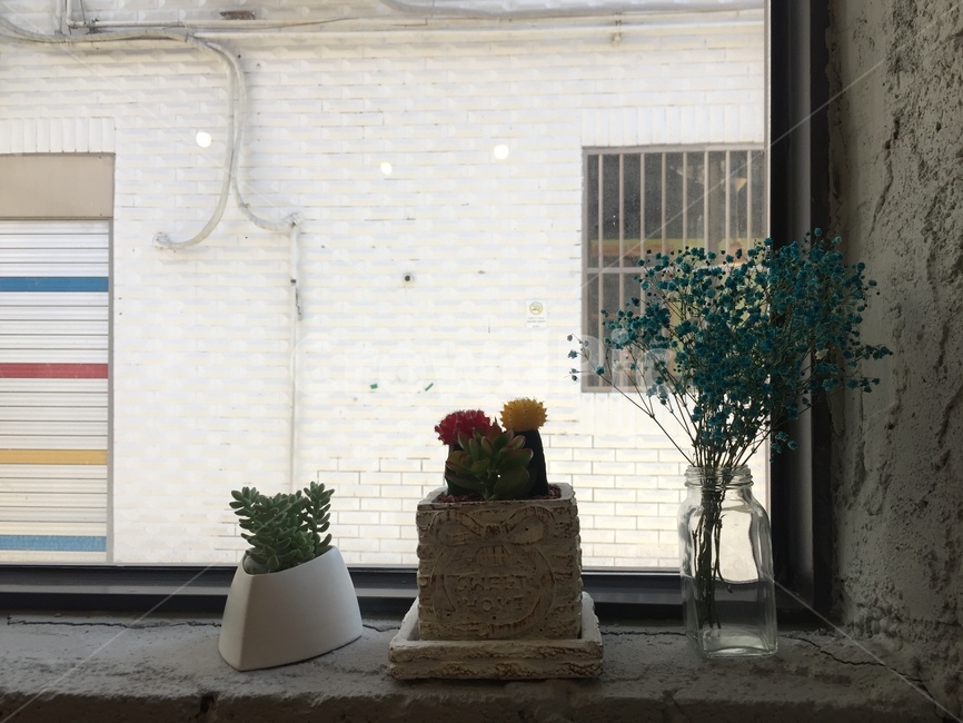 감성,선인장,화분,창밖,감성사진,실내용화초,화분,화초,house plant
