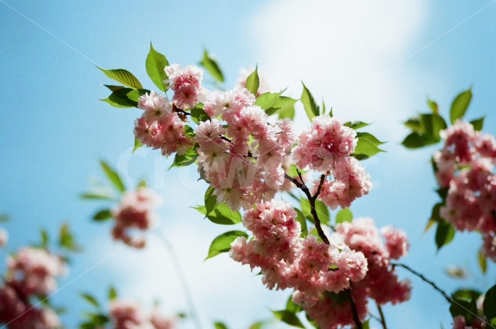 봄,꽃,하늘,자연,겹벚꽃,경주,한국,식물,자연,plants,nature,꽃,flower