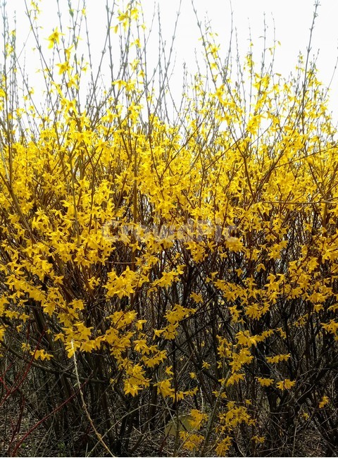 식물,꽃,plant,flower,봄꽃,나무,개나리,개나리꽃