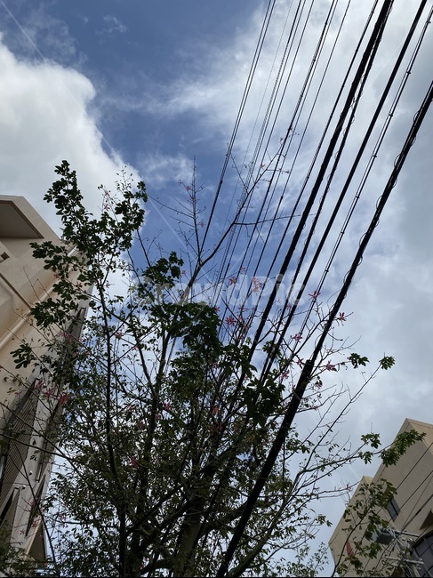 전신주,하늘,나무,식물,구름,풍경,sky,clouds,blue,bluesky,palnt,tree,fower,꽃