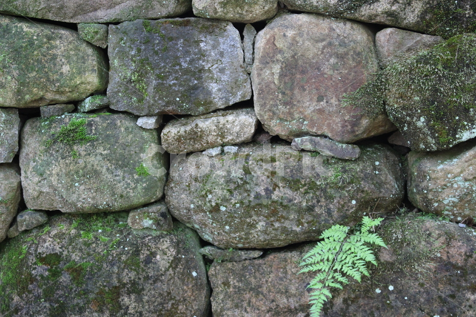 돌,돌담,담,이끼,감성,자연,풍경,nature,landscape,wall,벽