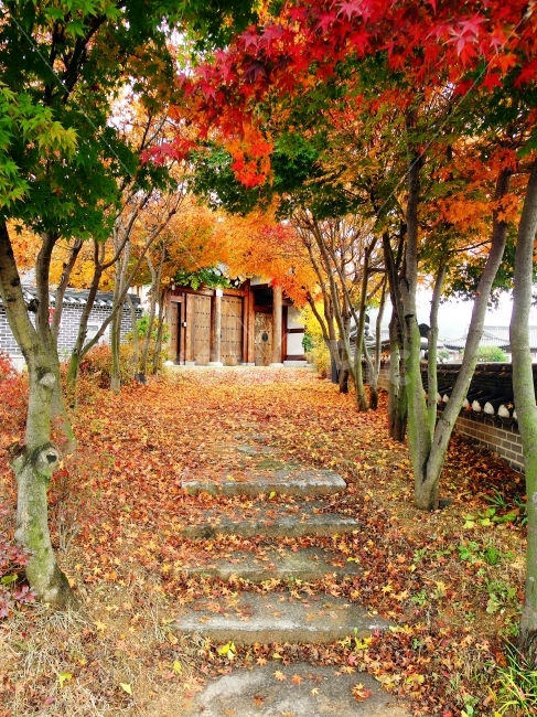 단풍,단풍나무,한옥,경주,가을,풍경,자연,가을,계절,fall,autumn,season,한국전통,한국문화,korean traditional,korean culture,식물,자연,plants,nature,나무,trees,wood,tree,plant,tree trunk,나무 줄기,leaf,잎,ground,바닥
