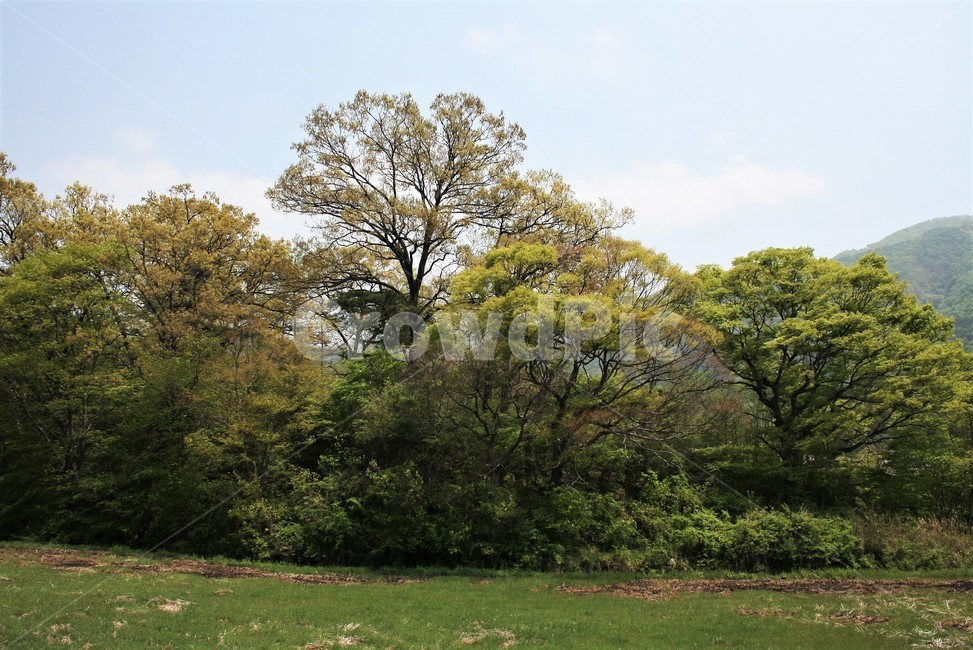 신록,새순,나무새순,자연풍경,한국풍경,싱그러움,자연,풍경,nature,landscape,grass,잔디,plant,식물,tree,나무
