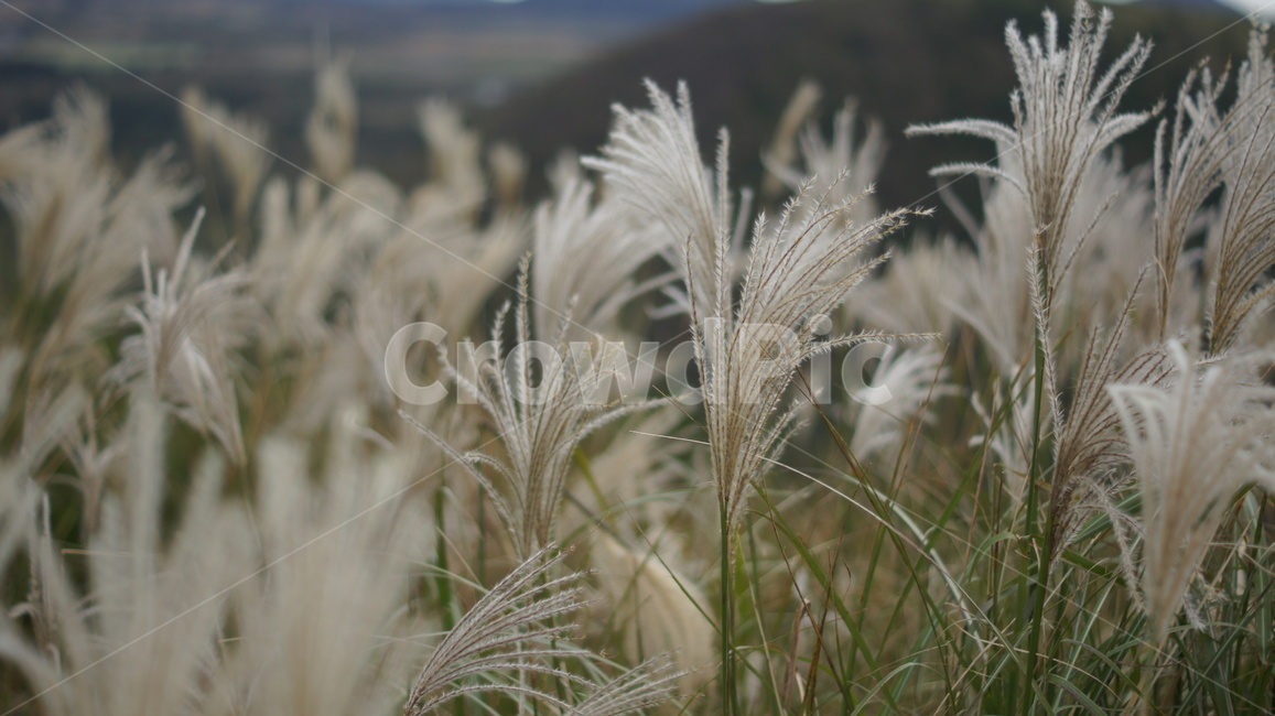 억새,민둥산,억새축제,가을산,억새군락지