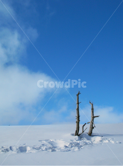 눈,쌓이다,나무,홀로,한라산,마른,alone,dry,snow,겨울,계절,winter,season,자연,풍경,nature,landscape,outdoors,옥외