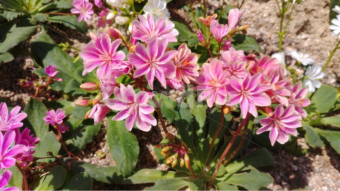 꽃,식물,flower,plants,자연,natures,blossom,spring,식물,자연,plants,nature,꽃,flower