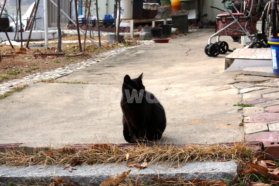 pet,애완동물,animal,동물,cat,고양이,mammal,포유류,감성,길냥이,검은고양이,동물사진
