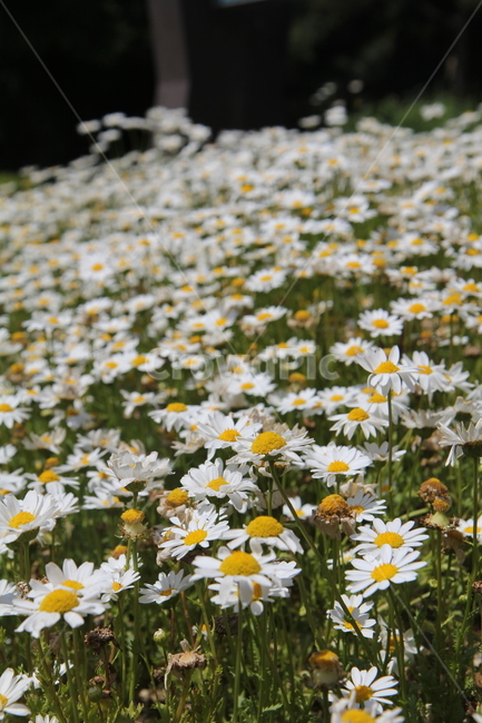 꽃,식물,풀,잎,자연,숲,봄,봄,계절,spring,season,식물,자연,plants,nature,꽃,flower,plant,blossom,daisy,데이지,daisies