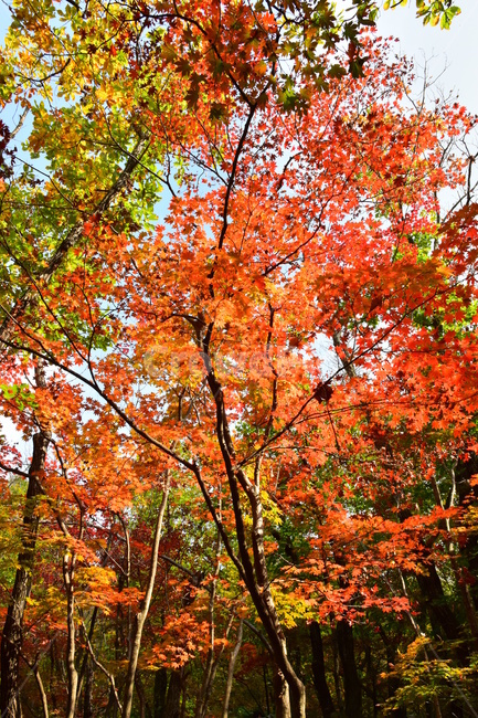 가을,단풍,자연,풍경,북한산,잎,단풍잎,붉은,나무,계절,계곡,숲,힐링,plant,fall,autumn,season,forestnature,landscape,한국자연풍경,한국자연경관,korea,tree,maple,leaf,가을,계절,fall,autumn,season,자연,풍경,nature,landscape,식물,plants,나무,trees,wood