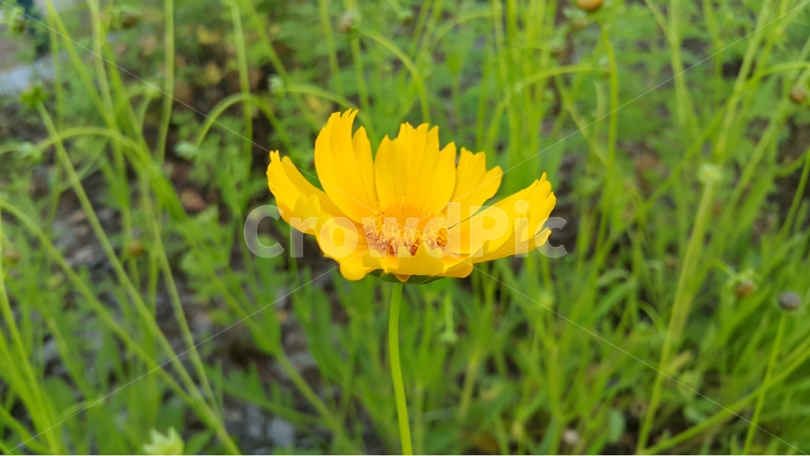 꽃,노란색,들꽃,자연,식물,금계국,flower,yellow,nature,plant,풀,green,beautiful,식물,자연,plants,nature,꽃,flower