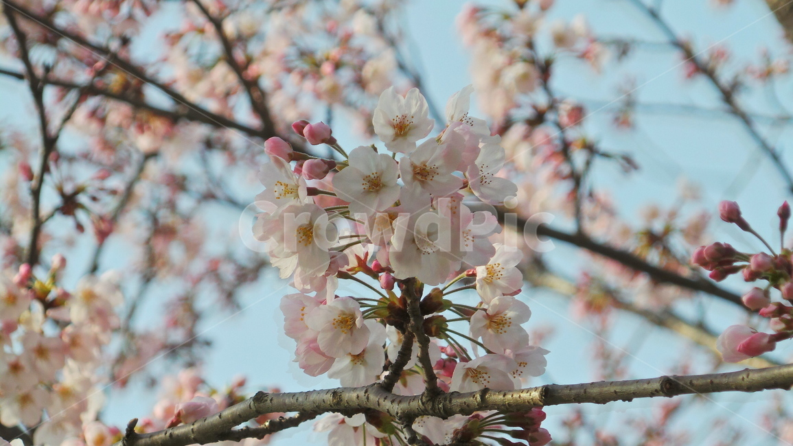flower,꽃,blossom,식물,plant,벚꽃,봄,자연,nature,식물,자연,plants,nature,꽃,flower