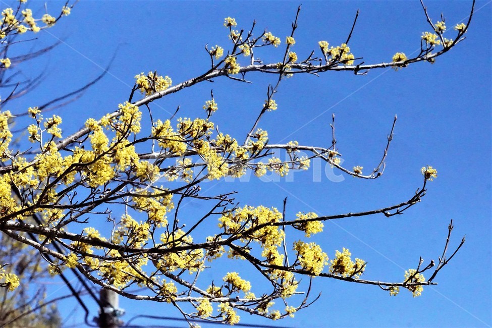 봄,산수유,꽃,노란색,나무,식물,자연,계절,yellow,nature,season,flower,beauty,tree,하늘,sky,봄,계절,spring,season,식물,자연,plants,nature,꽃,flower,plant