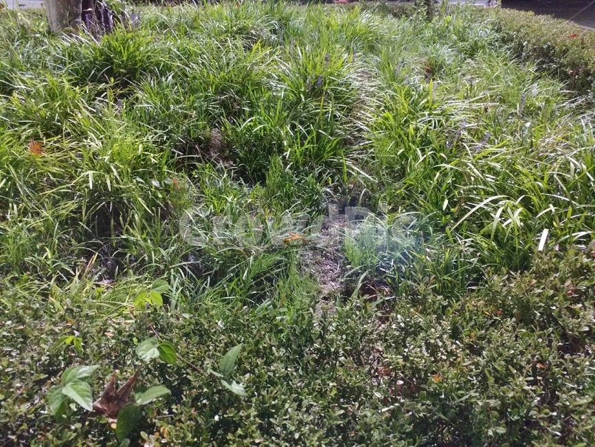 자연,식물,풀,초록,녹색,자연,풍경,nature,landscape,vegetation,초목,plant,bush,부시,outdoors,옥외