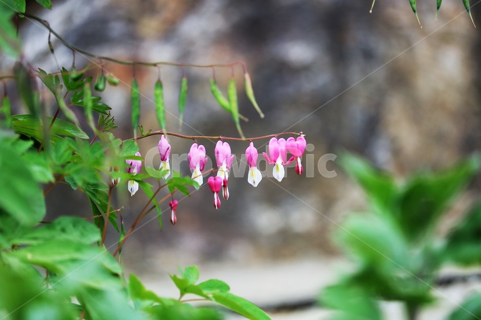 plant,식물,꽃,flower,금낭화,식물,자연,plants,nature,꽃,flower