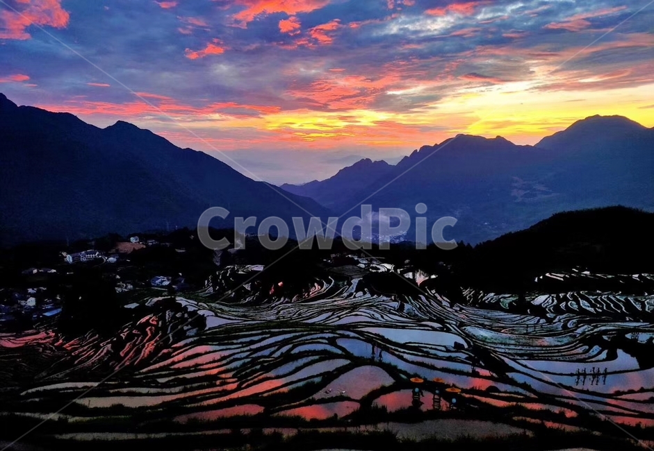 다락논,일출,운해,자연,다랭이논,농업,농사,agriculture,farming,farming industry