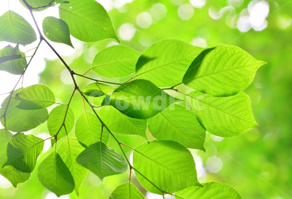 나뭇잎,햇살,초록,그린,GREEN,SNS,FEELING,LEAF,역광,싱그러운,사보,잡지,광고,서적,출판,편집,콘텐츠,모바일,홈페이지,신선한,잎새,봄이미지,4월,5월,시즌,계절,녹색,자연,풍경,투명한,청정,순수,힐링,무공해,공기,나뭇가지,그리너리,식물,자연,plants,nature