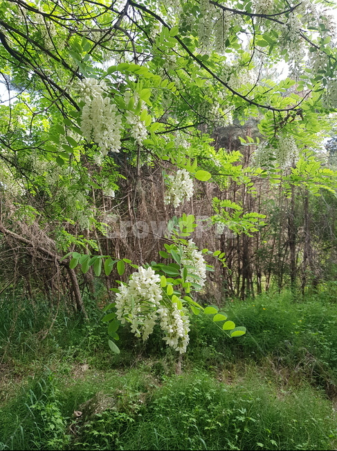 summer,spring,flower,봄여름,꽃,식물