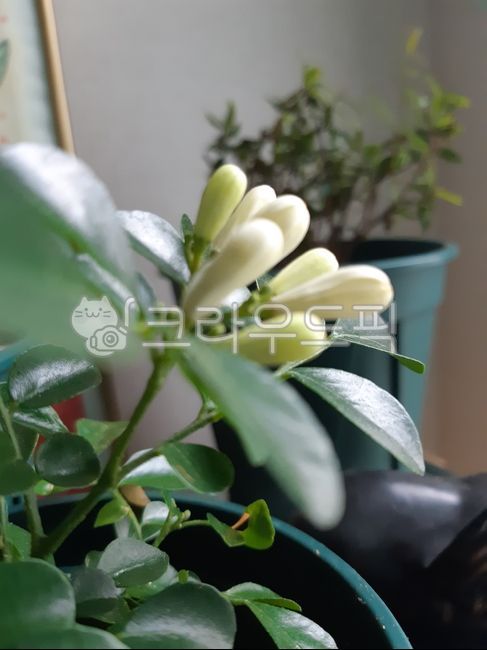 flower,꽃,자연,식물,자스민,오렌지자스민,화분,꽃봉오리