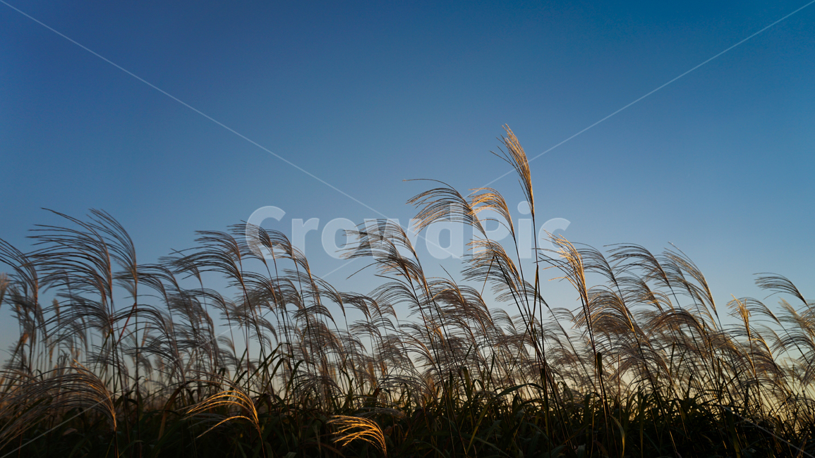 갈대밭,가을,갈대,억새,억새밭,바람,fall,autumn,reed,가을,계절,fall,autumn,season,자연,풍경,nature,landscape,grass,잔디,plant,식물,lawn