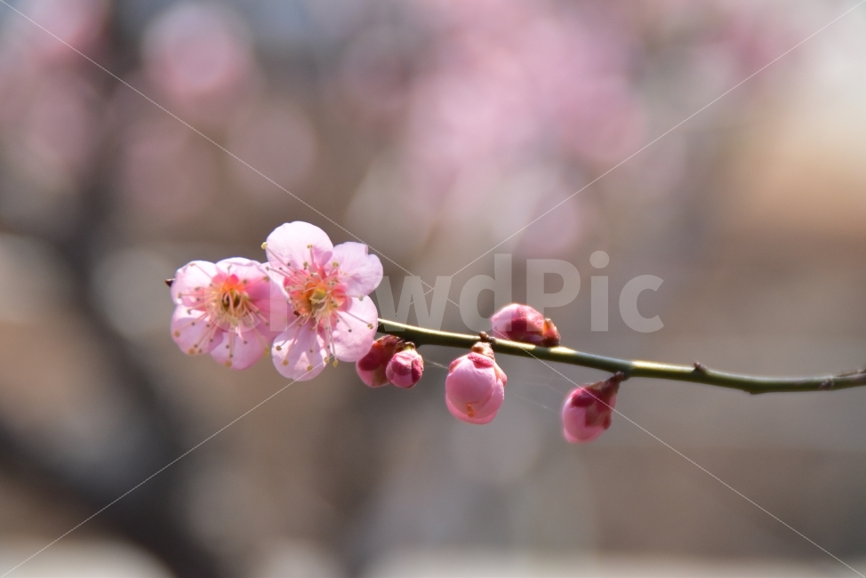 매화,꽂,홍매화,봄꽃,봄,분홍꽃,식물,나무,봄,계절,spring,season,식물,자연,plants,nature,꽃,flower,plant,blossom