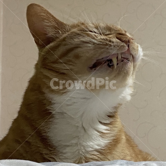 반려동물,애완동물,반려묘,야옹이,동물,포유류,고양이,애완동물,pet,animal,cat,동물,animal,포유류,mammal,고양이,cat,kitten,kitty