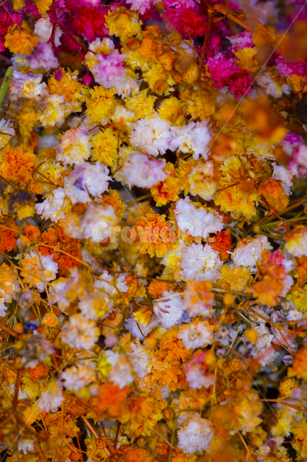 driedflower,babysbreath,plant,maple,단풍,식물,leaf,잎,안개꽃,mix,식물,자연,plants,nature,꽃,flower