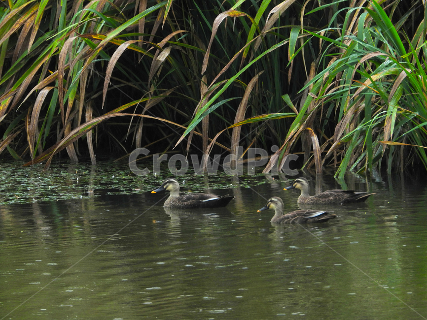 animal,동물,bird,새,nature,자연,오리,동물,animal,조류,새,birds