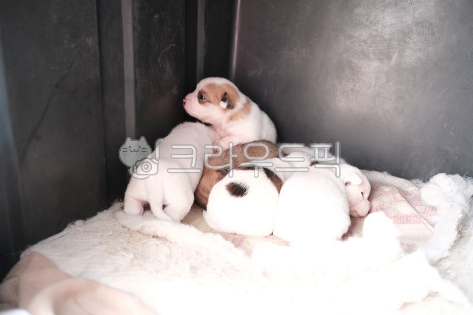 똥개,강아지,시골개,멍멍이,개,동물,애완동물,dog,동물,animal,포유류,mammal,개,강아지,dog,doggy