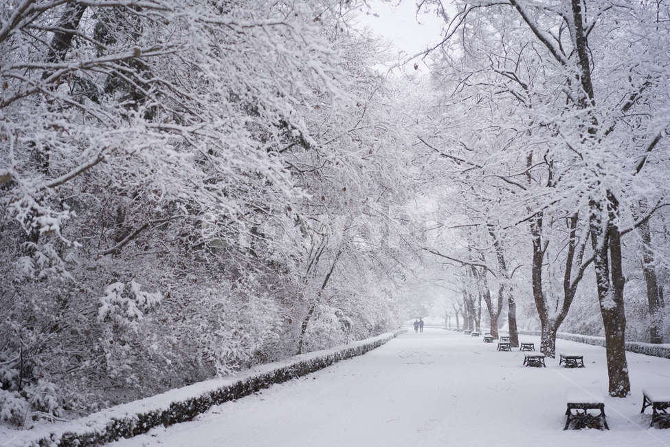 첫눈,겨울,눈,겨울수목원,눈꽃,계절,winter,snow,겨울,계절,winter,season,자연,풍경,nature,landscape,outdoors,옥외,blizzard,눈보라,storm,폭풍