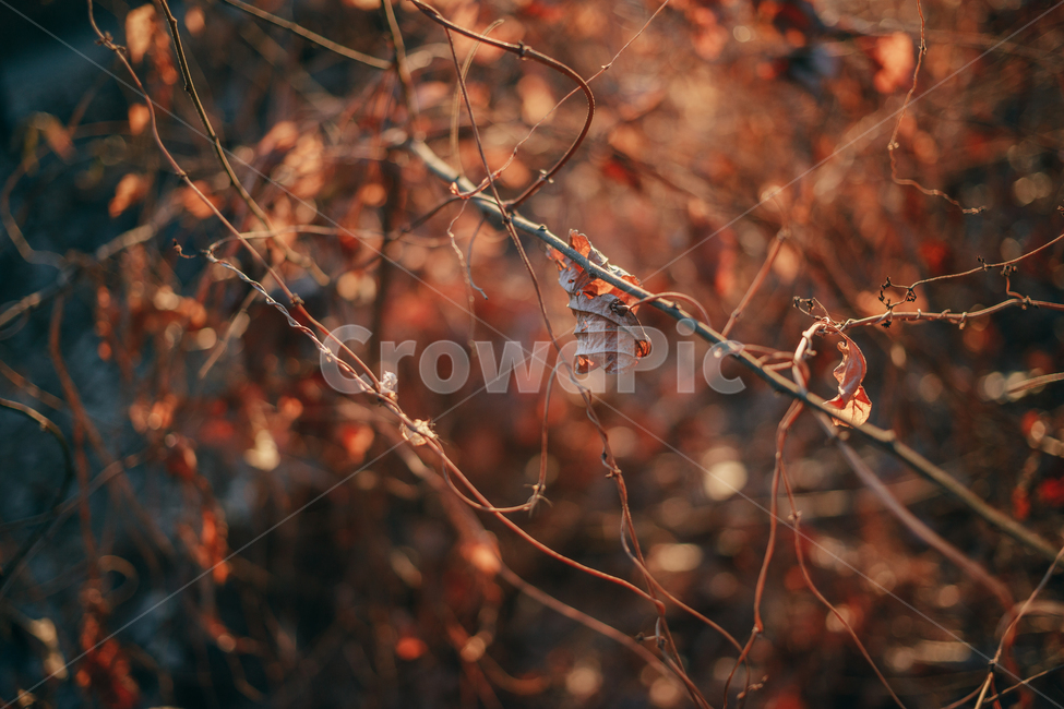 단풍,낙엽,메이플,넝쿨,겨울,계절,autumn,seasson,햇살,햇볕,빛,붉은,나뭇잎,가을