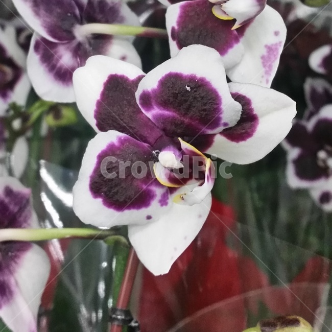 plant,flower,식물,blossom,꽃,난,덴파레,나비,호접난,꽃,flower