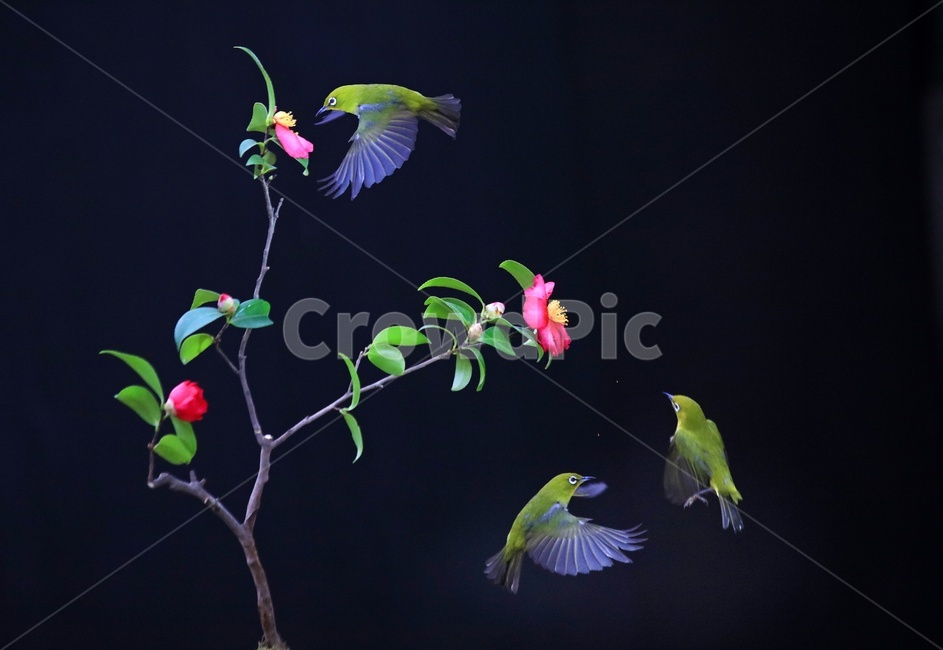 화조도,동백꽃,동박새,날개짓,비상,bird,새,animal,동물,조류,식물,자연,plants,nature,꽃,flower,조류,새,birds