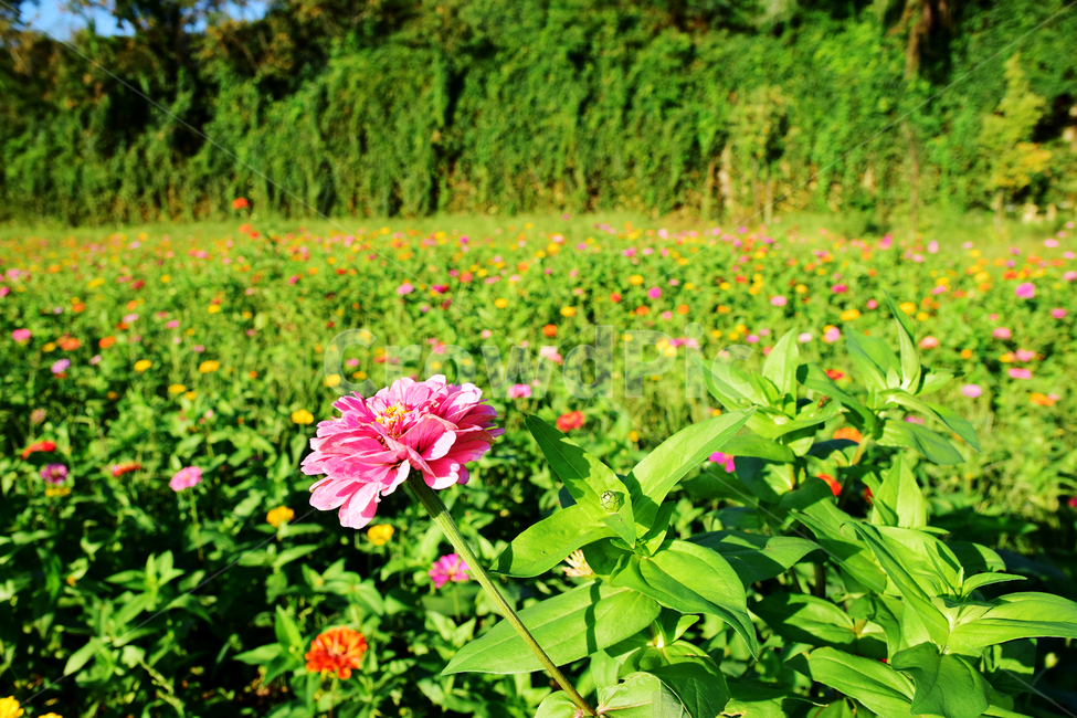 백일홍,꽃,식물,플라워,꽃잎,백일초,flower,blossom,plants,식물,자연,plants,nature,꽃,flower