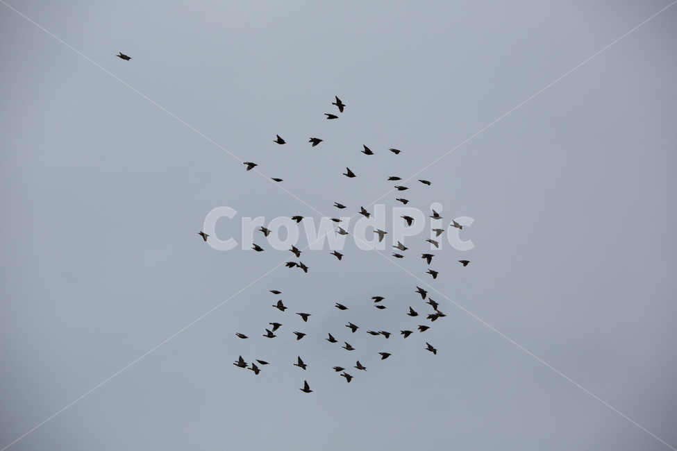 새,새떼,자연,동물,bird,animal,동물,animal,조류,새,birds