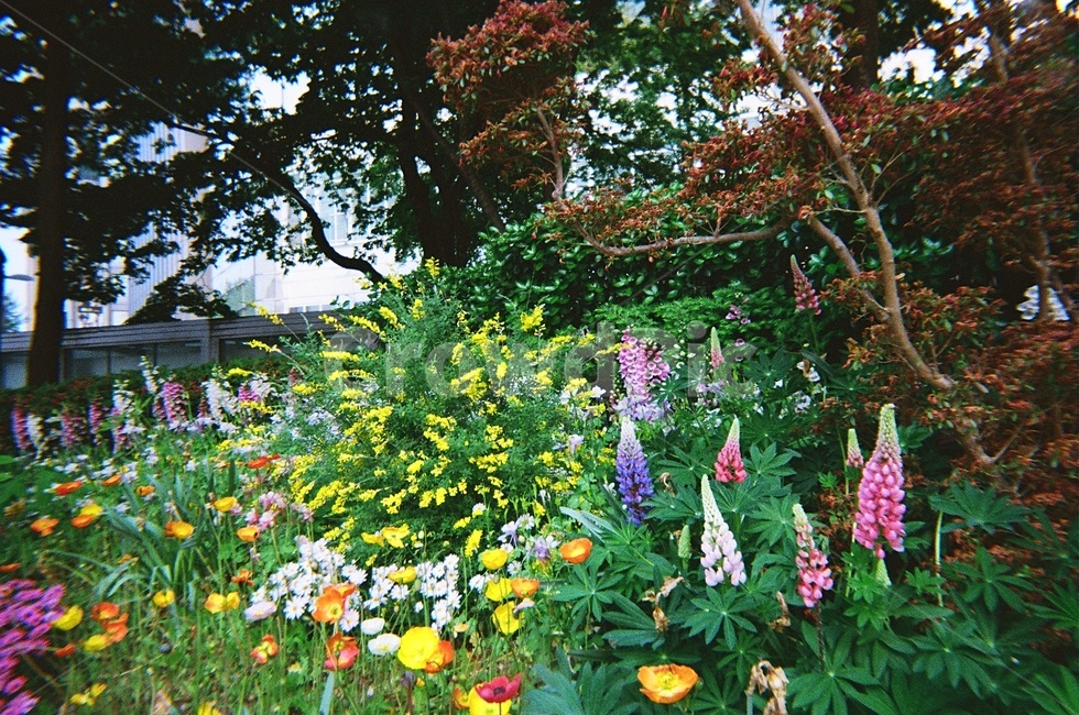 꽃,flower,노란꽃,자연,풀