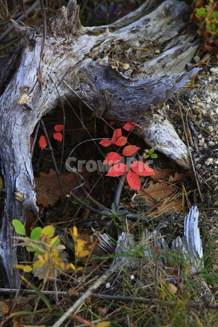 가을,단풍,설악,자연,환경,식물,식물,자연,plants,nature
